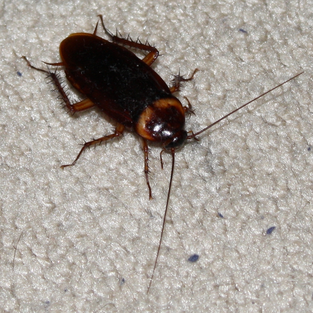 American cockroach, reddish-brown with a pale band behind the head