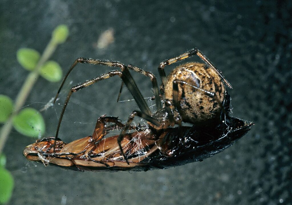 American house spider with a round brown patterned abdomen