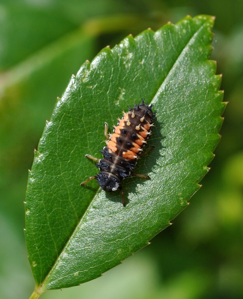 Asian lady beetle larva, spiky and orange and black