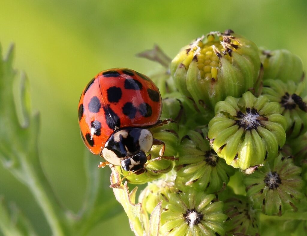 Asian lady beetle, orange with black spots