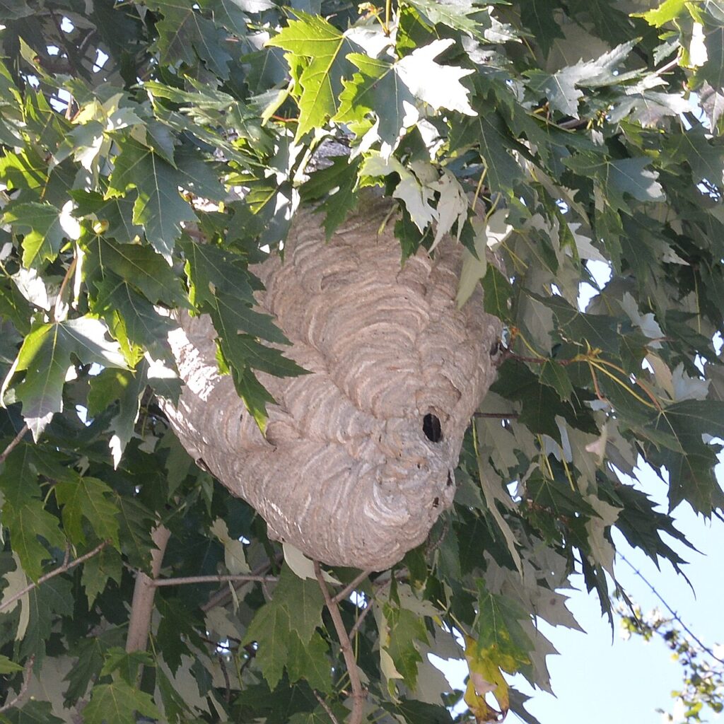 Gray paper nest of bald-faced hornets in a tree