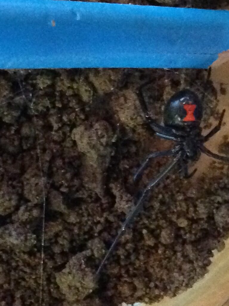 Red hourglass on the underside of a black widow