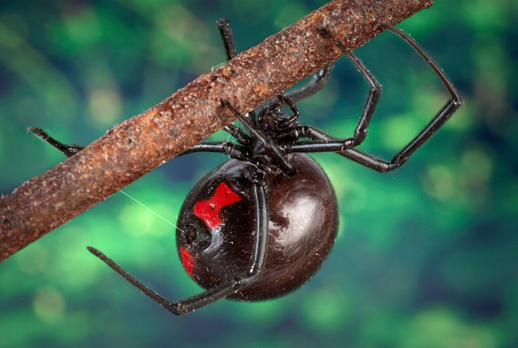 Female black widow spider, glossy black with red markings