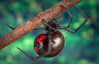 Black Widow Spider: Pictures, Identification, Bite & Removal Female black widow spider, glossy black with red markings