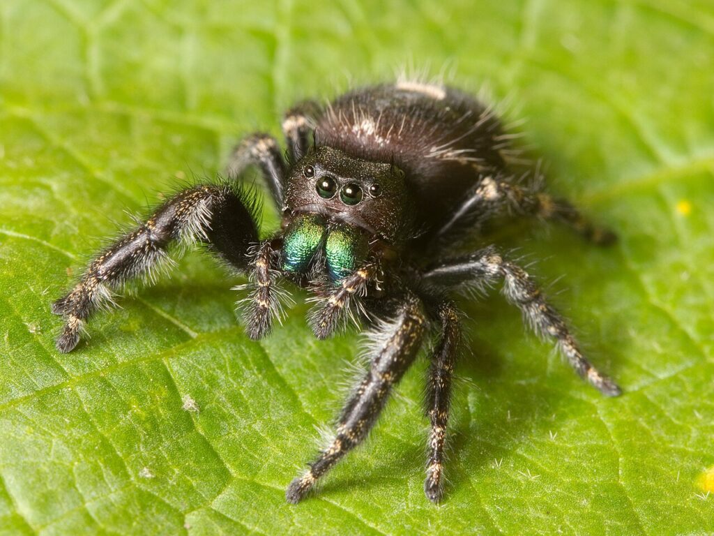 Bold jumping spider, black with white spots