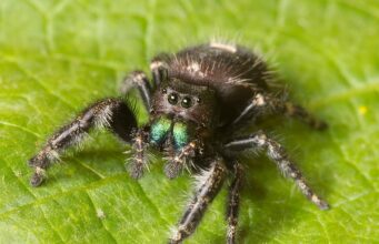 Jumping Spiders: Pictures, Identification, Bites & Facts Bold jumping spider, black with white spots