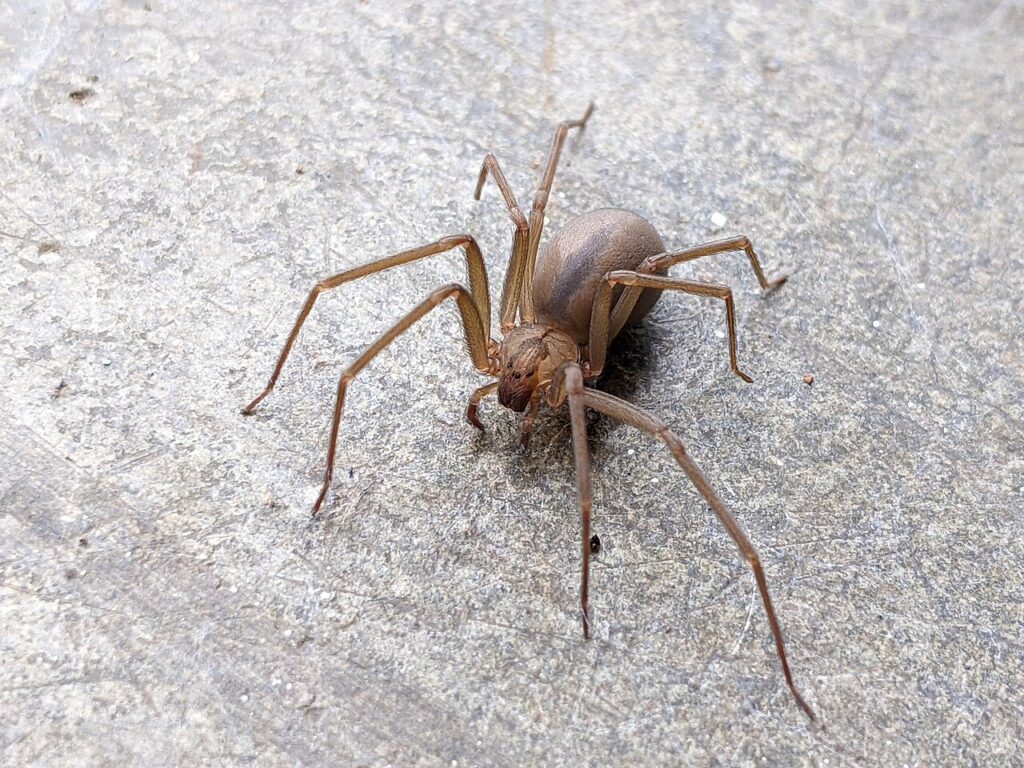 Brown recluse spider with plain tan legs