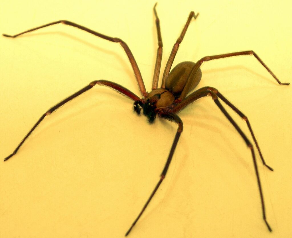 Brown recluse spider showing the dark violin-shaped mark