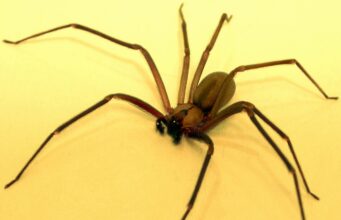 Brown Recluse Spider: Pictures, Identification, Bite & Removal Brown recluse spider showing the dark violin-shaped mark