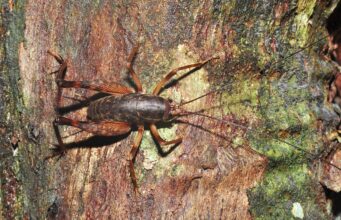 How to Get Rid of Crickets in the House (Including Camel Crickets) Camel cricket with a humped back and long legs
