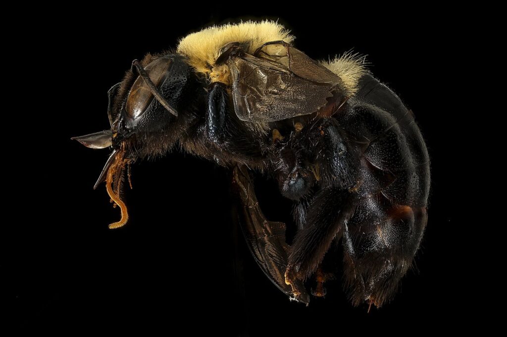 Female eastern carpenter bee showing its shiny, bare black abdomen