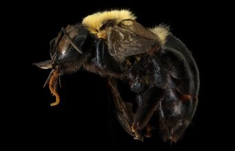 Carpenter Bees: How to Get Rid of Them, Damage & Prevention Female eastern carpenter bee showing its shiny, bare black abdomen