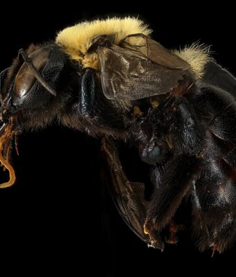 Carpenter Bees: How to Get Rid of Them, Damage & Prevention Female eastern carpenter bee showing its shiny, bare black abdomen