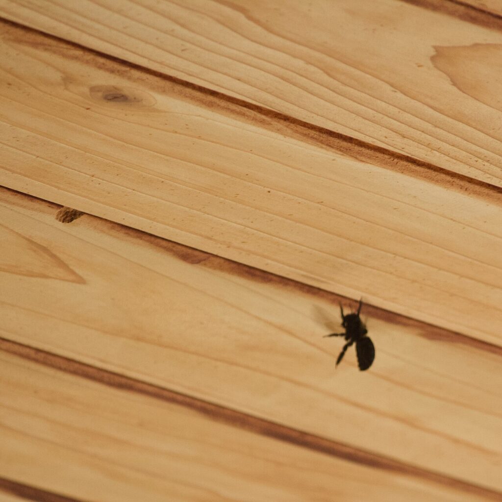 Carpenter bee next to its round nesting hole in wood