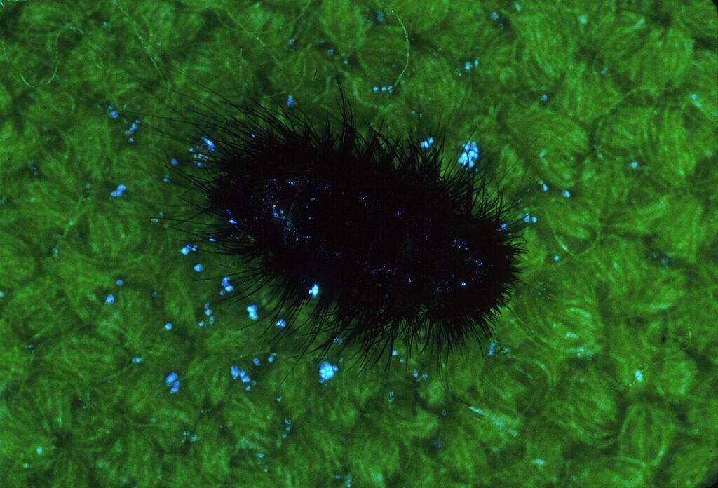 Hairy carpet beetle larvae