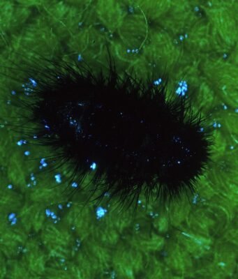 Carpet Beetles: Larvae, Damage, Rash & How to Get Rid of Them Hairy carpet beetle larvae