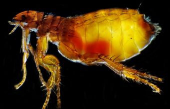 Flea Treatment for Cats: Types Compared and What to Avoid Adult cat flea, Ctenocephalides felis, under magnification