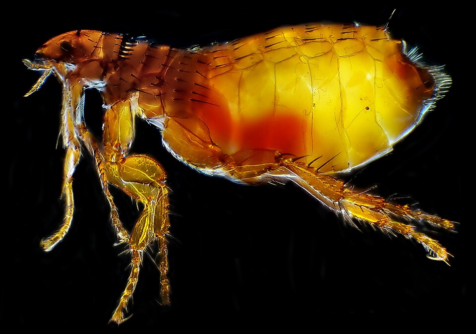 Cat flea, Ctenocephalides felis, under magnification