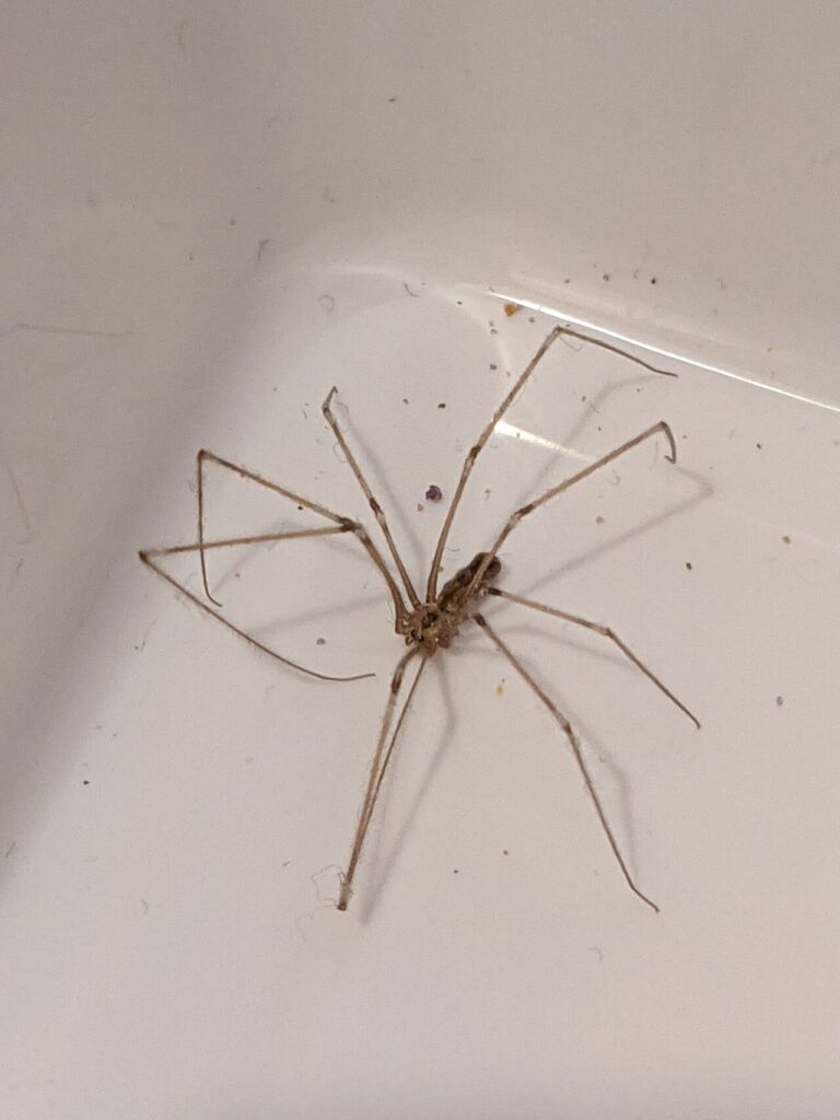 Cellar spider with a small body and very long thin legs