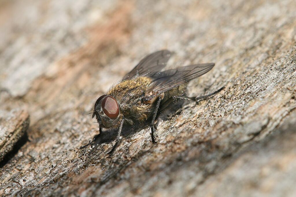 Cluster fly showing golden hairs on the thorax