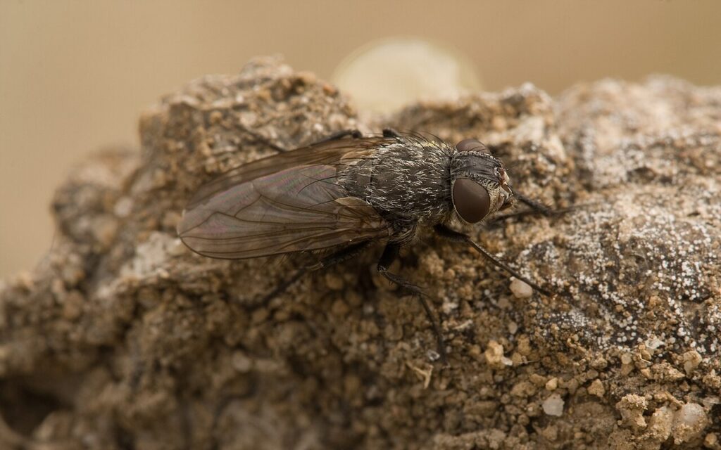 Cluster fly with golden hairs on its thorax