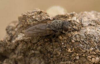 Cluster Flies: Why They Swarm Your Windows & How to Stop Them Cluster fly with golden hairs on its thorax