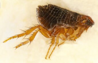 How to Get Rid of Fleas on Dogs: Treatments That Work Dog flea under magnification