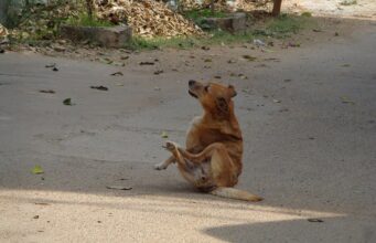 Flea Treatment for Your Yard: Where to Treat & What Works Dog scratching itself on a dirt road