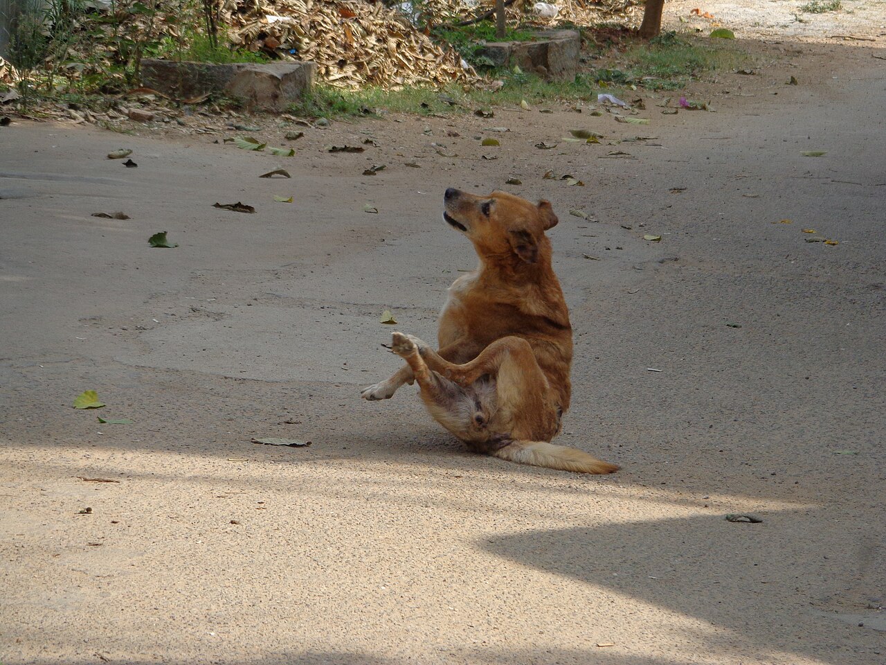 Dog scratching itself on a dirt road