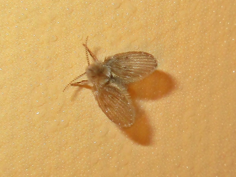Drain fly with fuzzy, moth-like wings