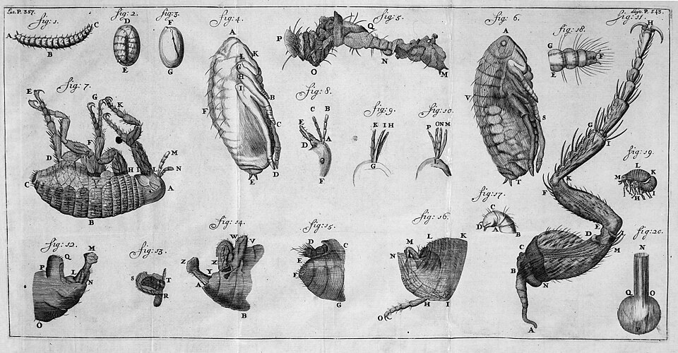 Historical illustration of flea development from egg and larva to pupa and adult