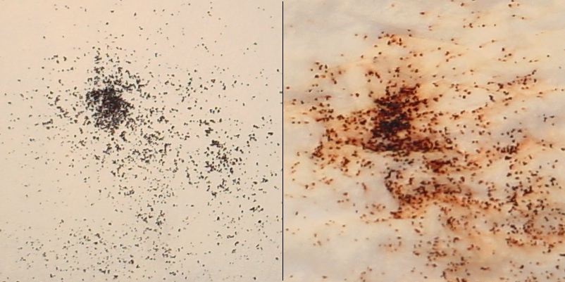 Flea dirt on white paper, dry and after wetting turning reddish brown
