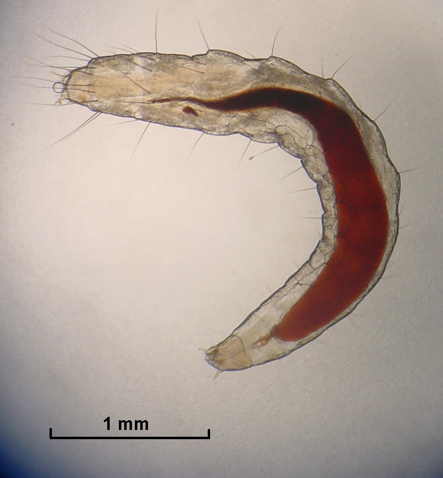 Flea larva, a pale legless worm about 4 mm long