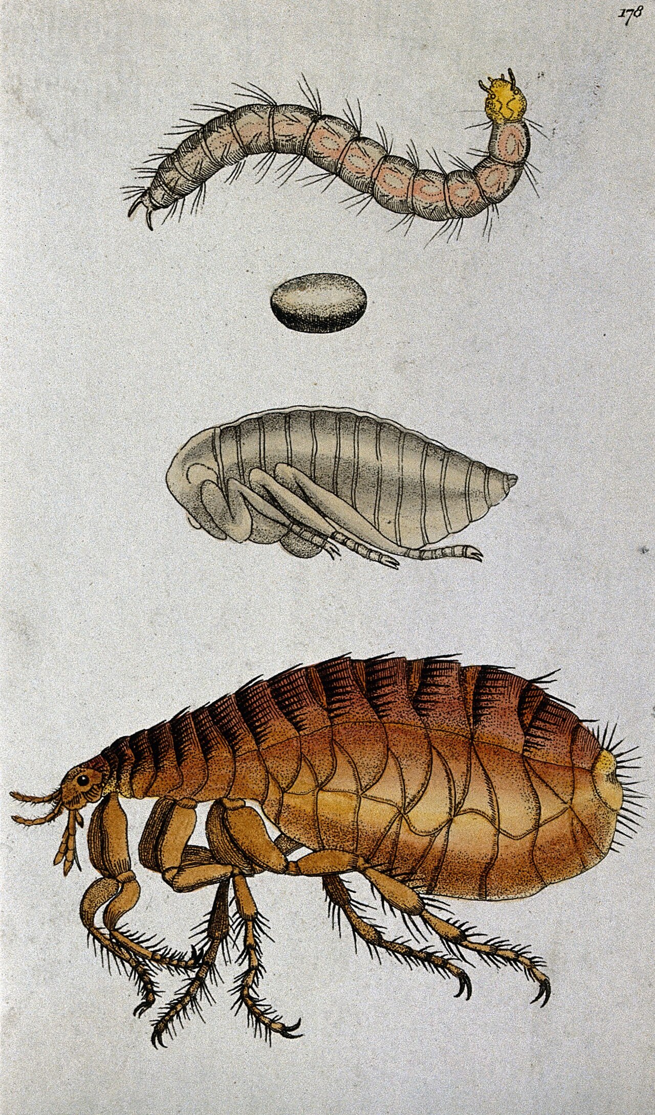 Illustration of flea life stages: larva, egg, pupa and adult
