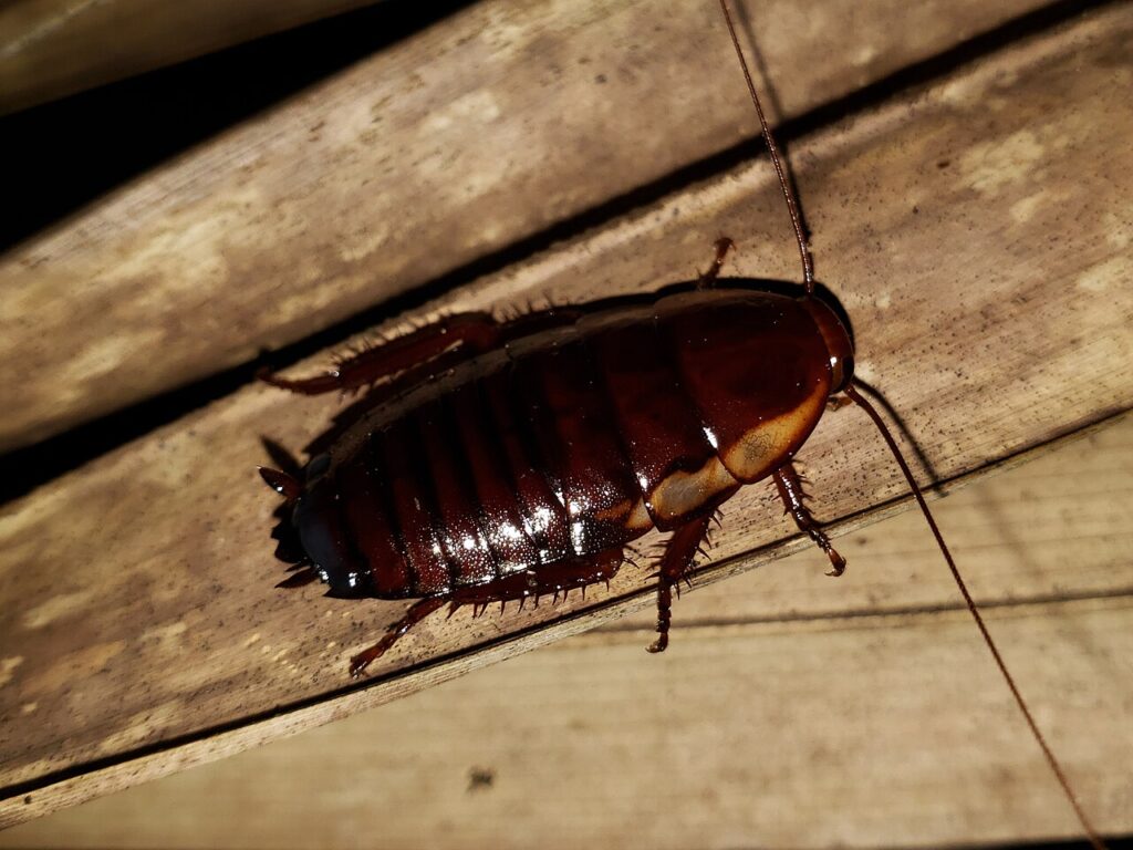 Florida woods cockroach, a dark reddish-brown palmetto bug