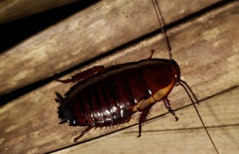 Palmetto Bug vs Cockroach: What’s the Difference? Florida woods cockroach, a dark reddish-brown palmetto bug
