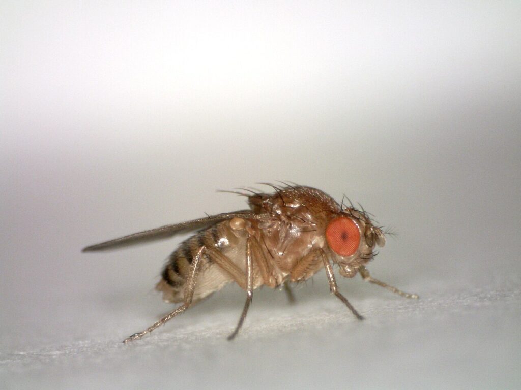 Fruit fly with red eyes and a tan body