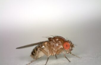 How to Get Rid of Gnats in the House: Fruit Flies, Fungus Gnats & Drain Flies Fruit fly with red eyes and a tan body