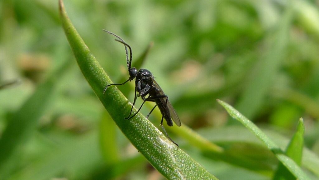 Fungus gnat with long legs and dark wings