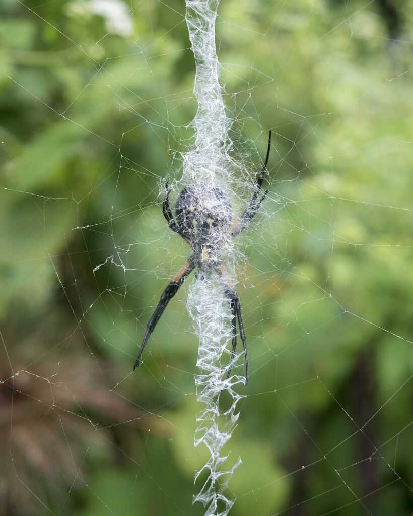 Zigzag stabilimentum in a garden spider web