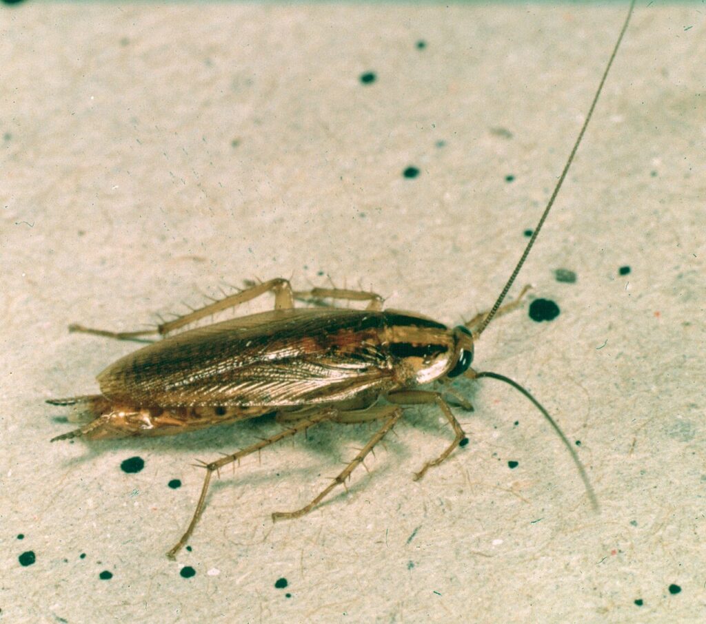 German cockroach with two dark stripes behind the head
