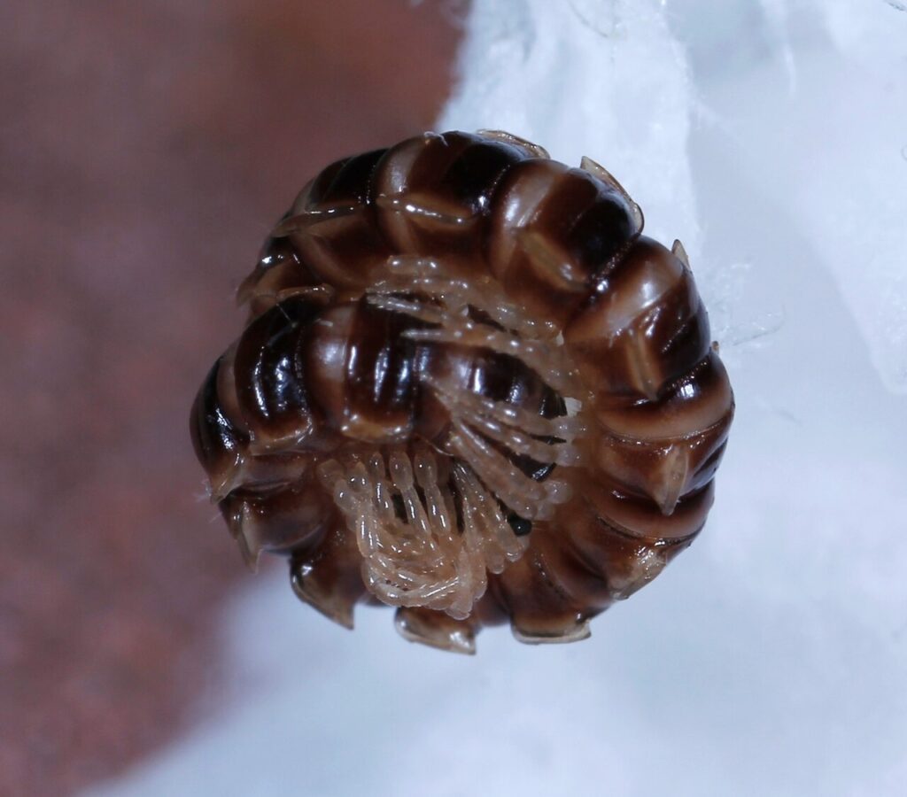 Greenhouse millipede curled into a coil