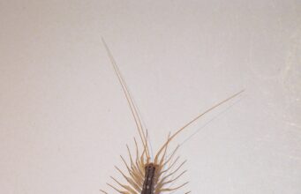 House Centipede: Pictures, Bites & How to Get Rid of Them House centipede with long striped legs