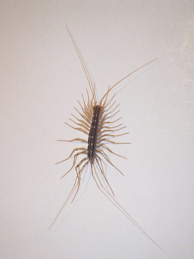 House centipede with long striped legs