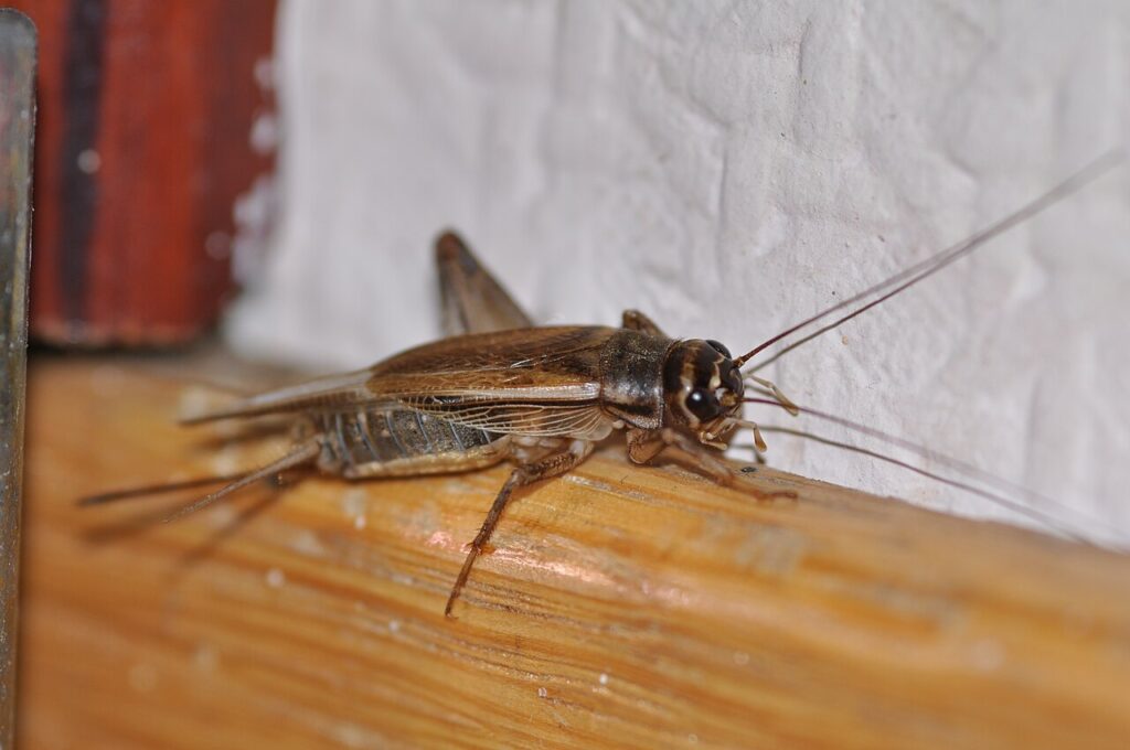 House cricket, light brown with dark bands on the head