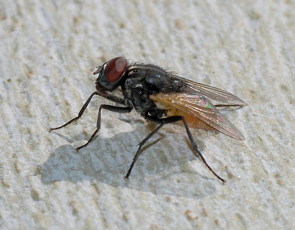 House fly with gray striped thorax and red eyes