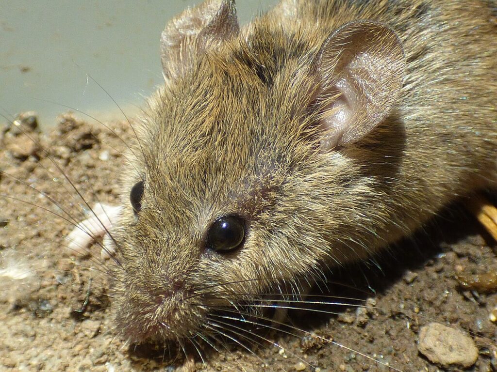 House mouse with large ears and small dark eyes