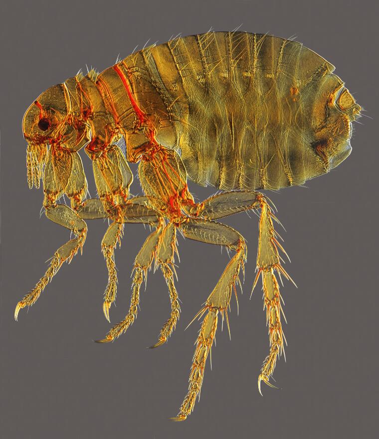 Human flea under magnification
