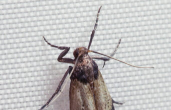 Pantry Moths (Indian Meal Moths): How to Get Rid of Them for Good Indian meal moth with two-toned wings