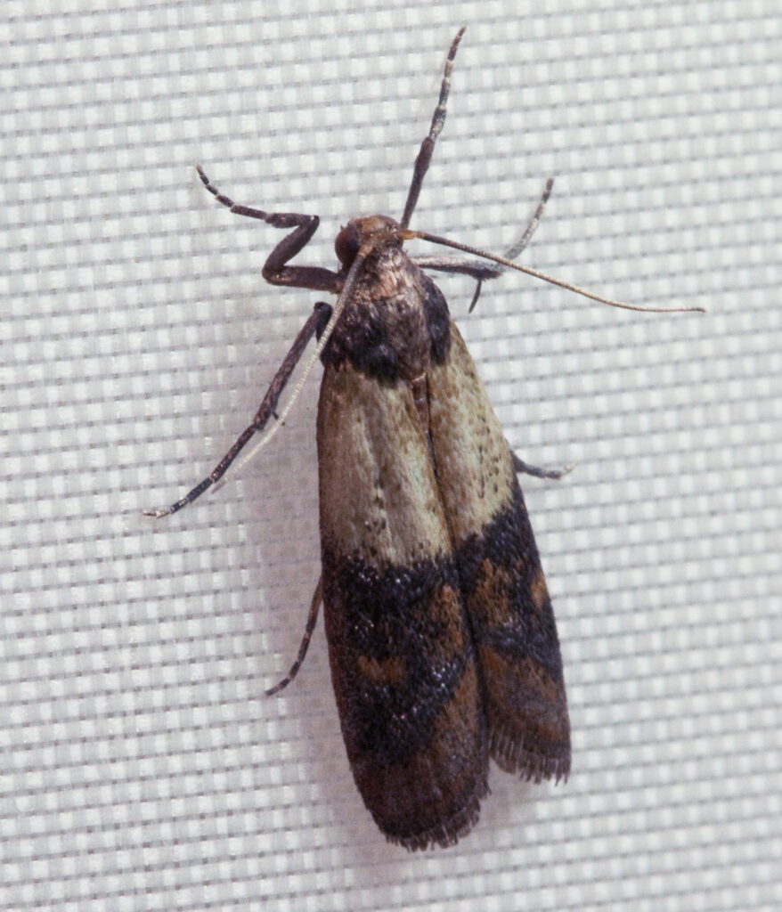 Indian meal moth with two-toned wings